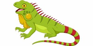 Iguana Facts for Students Key Information & Fun Examples