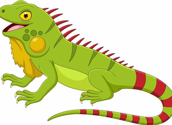 Iguana Facts for Students Key Information & Fun Examples