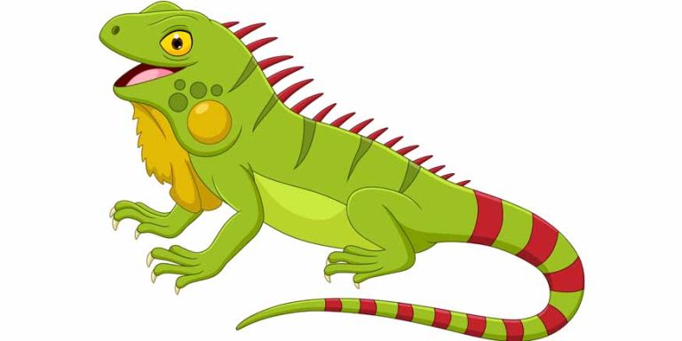 Iguana Facts for Students Key Information & Fun Examples