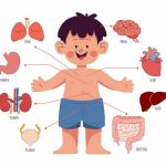Muscular System for Kids Definition, Facts & Examples Explained