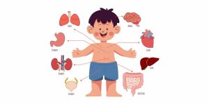 Muscular System for Kids Definition, Facts & Examples Explained
