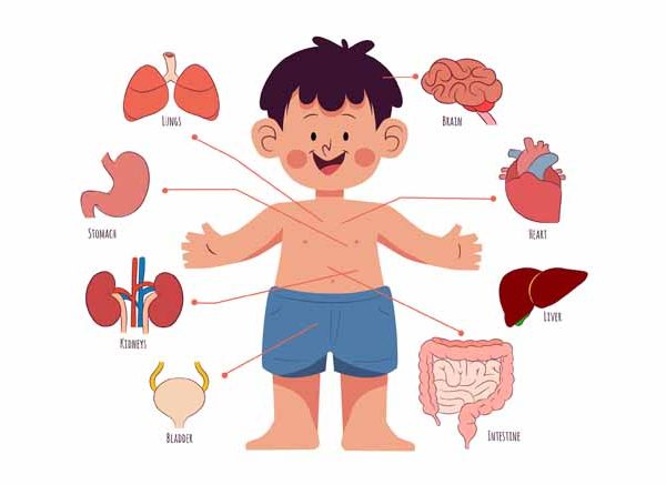 Muscular System for Kids: Definition, Facts & Examples Explained