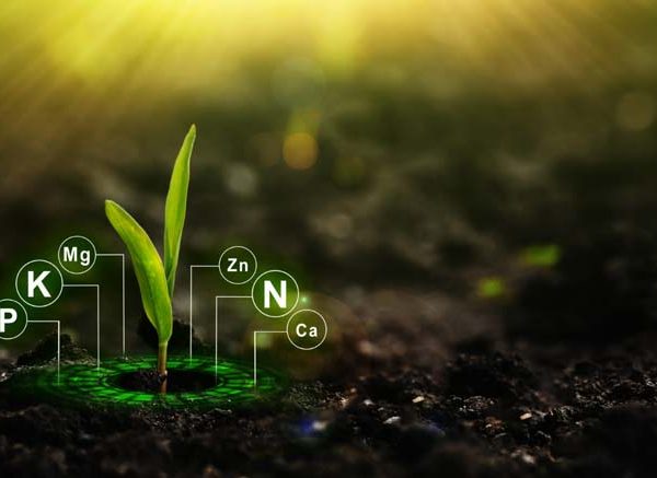 Nitrogen Cycle: Definition, Steps & Role in Nature (2026)