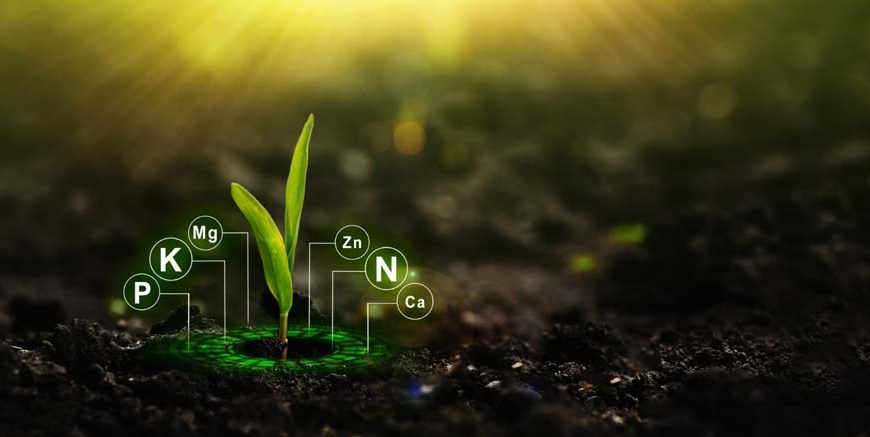 Nitrogen Cycle Definition, Steps & Role in Nature (2026)