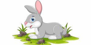 Rabbit – Facts, Diet, Habitat, Features & Information for Students (2026)