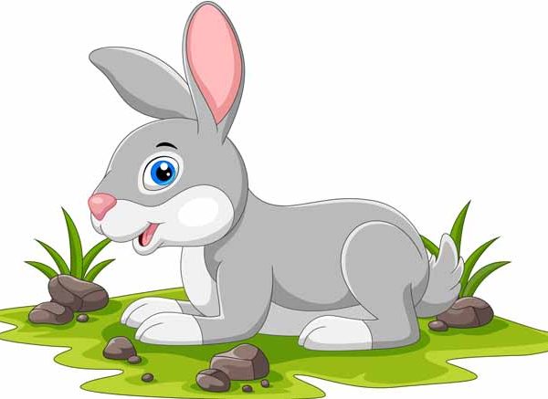 Rabbit – Facts, Diet, Habitat, Features & Information for Students (2026)