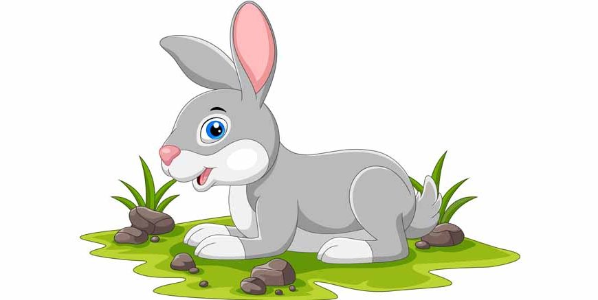 Rabbit – Facts, Diet, Habitat, Features & Information for Students (2026)