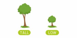 Too big, too small Kids English Learning