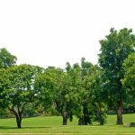 Trees Meaning, Facts & Importance for Students 2026