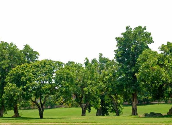 Trees: Meaning, Facts & Importance for Students 2026