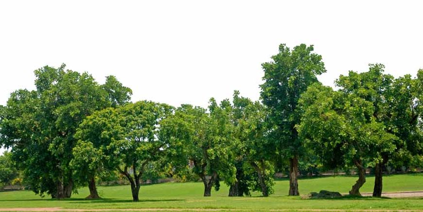 Trees Meaning, Facts & Importance for Students 2026