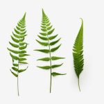 Types of Fern Definition, Examples & Key Facts for Exams
