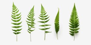 Types of Fern Definition, Examples & Key Facts for Exams