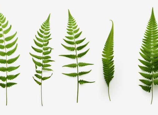 Types of Fern Definition, Examples & Key Facts for Exams
