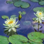 Water Lily Learn Definition, Facts & Examples