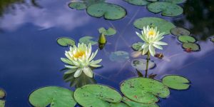 Water Lily Learn Definition, Facts & Examples