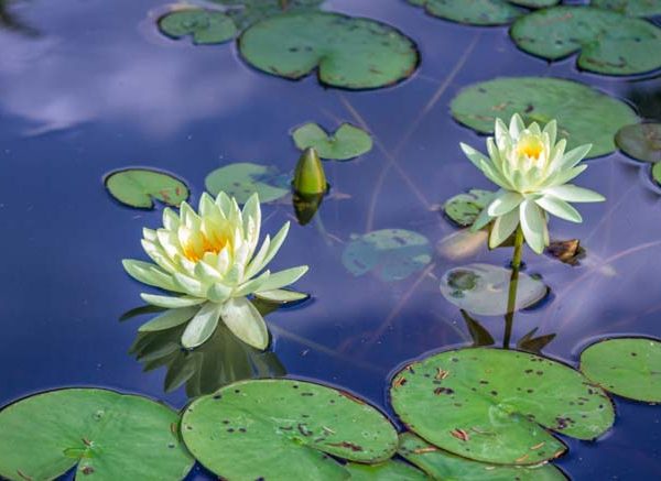 Water Lily Learn Definition, Facts & Examples