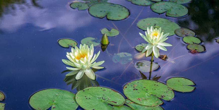 Water Lily Learn Definition, Facts & Examples