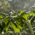 What Is Acid Rain Causes and Effects Explained for Kids