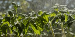 What Is Acid Rain Causes and Effects Explained for Kids