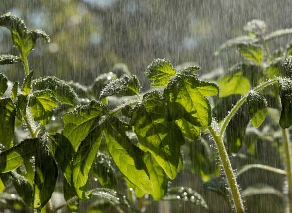 What Is Acid Rain? Causes and Effects Explained for Kids