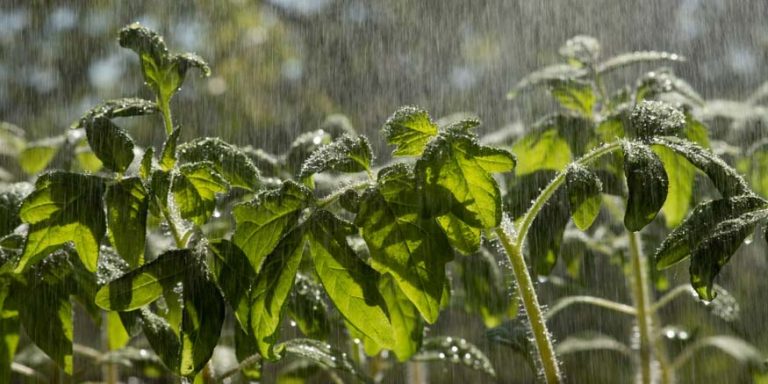What Is Acid Rain Causes and Effects Explained for Kids