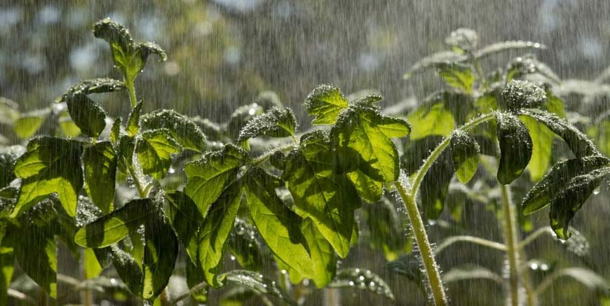 What Is Acid Rain Causes and Effects Explained for Kids