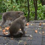 Where Do Monkeys Live Habitat Guide for Students