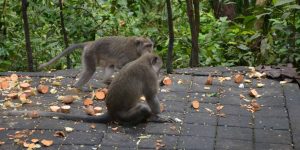 Where Do Monkeys Live Habitat Guide for Students