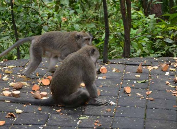 Where Do Monkeys Live? Habitat Guide for Students