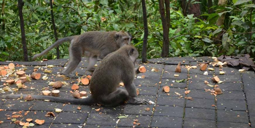 Where Do Monkeys Live Habitat Guide for Students