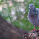 Pigeon And Ant Story For Children with a Moral