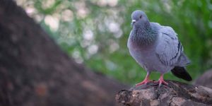 Pigeon And Ant Story For Children with a Moral