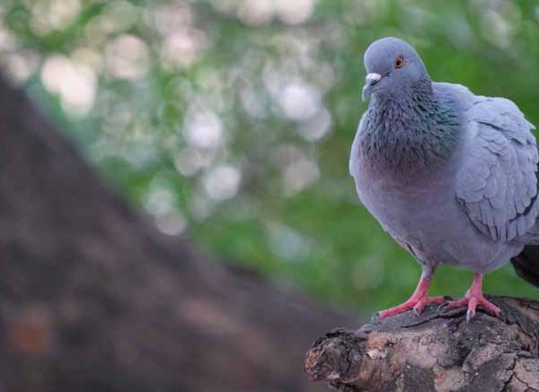 Pigeon And Ant Story For Children with a Moral