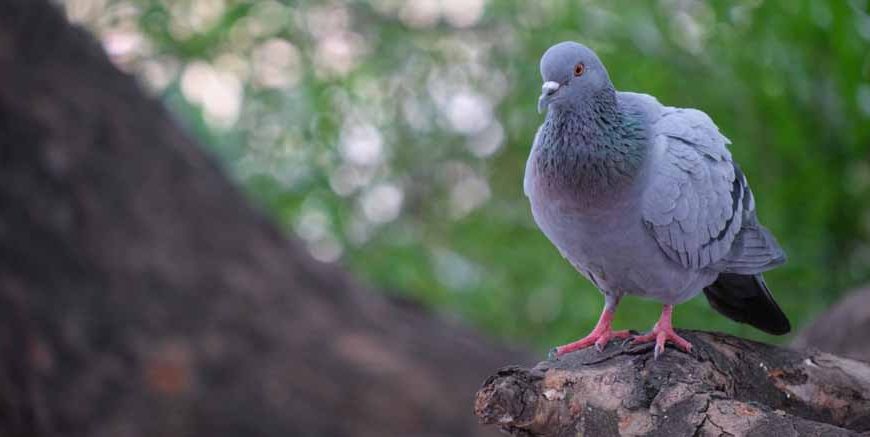 Pigeon And Ant Story For Children with a Moral