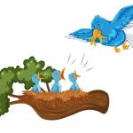 GK Questions On Birds & Their Young Ones for Class 1, 2 & 3 Students
