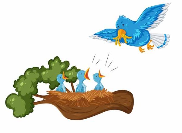 GK Questions On Birds & Their Young Ones for Class 1, 2 & 3 Students
