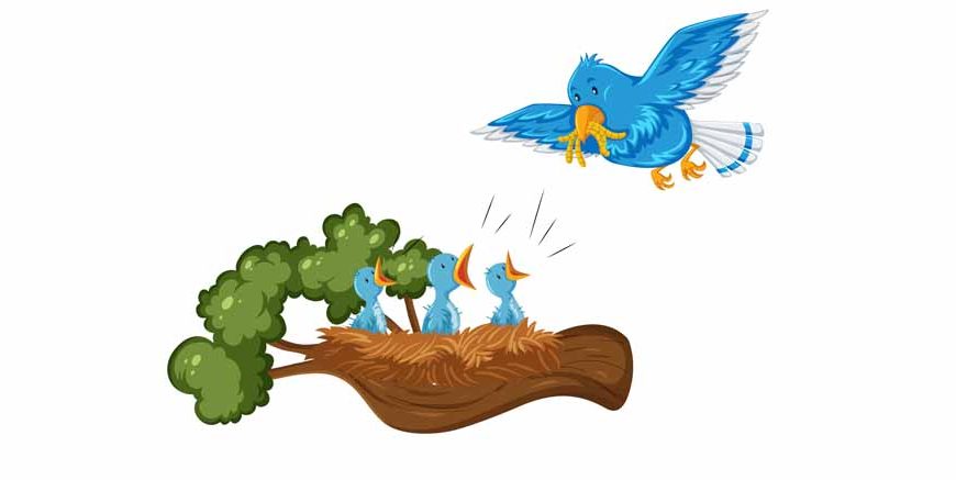 GK Questions On Birds & Their Young Ones for Class 1, 2 & 3 Students