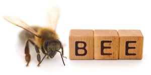 Facts About Bees - Learn Important Terms and Concepts