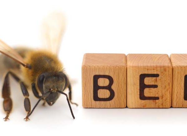 Facts About Bees - Learn Important Terms and Concepts
