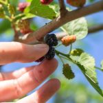 Here We Go Round The Mulberry Bush Nursery Rhyme For Kids With Lyrics