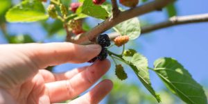 Here We Go Round The Mulberry Bush Nursery Rhyme For Kids With Lyrics