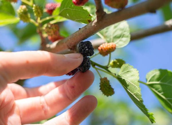 Here We Go Round The Mulberry Bush | Nursery Rhyme For Kids With Lyrics