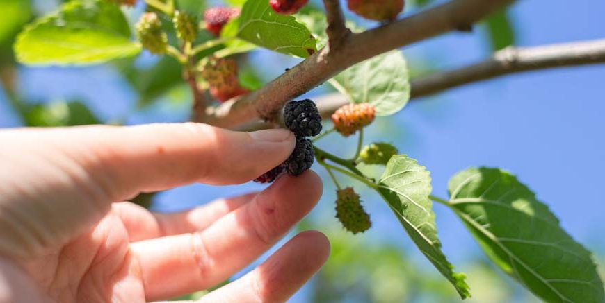 Here We Go Round The Mulberry Bush Nursery Rhyme For Kids With Lyrics