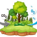 Interesting Facts About Oxygen for Students Key Concepts & Uses