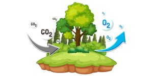 Interesting Facts About Oxygen for Students Key Concepts & Uses