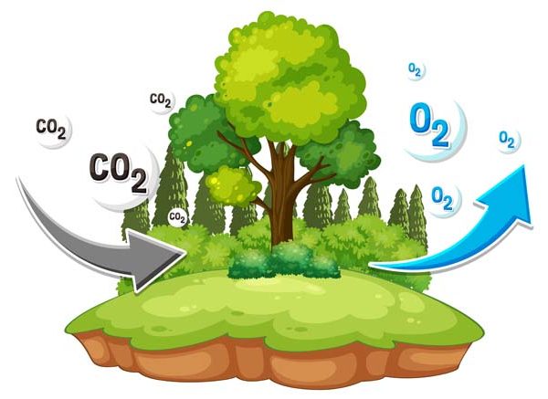 Interesting Facts About Oxygen for Students Key Concepts & Uses