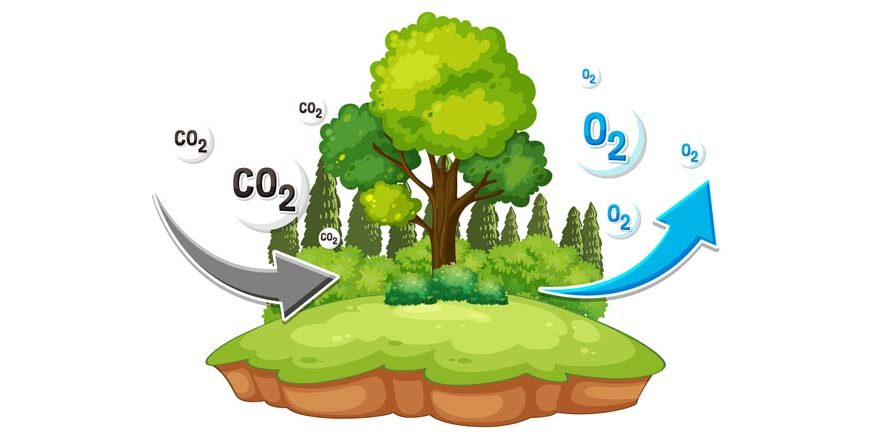 Interesting Facts About Oxygen for Students Key Concepts & Uses