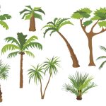 Types of palm trees