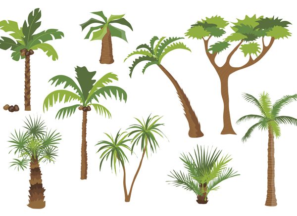 Types of palm trees